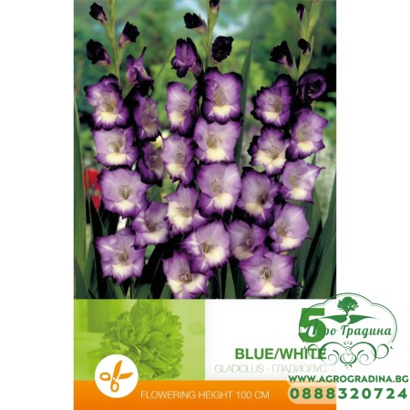Гладиола бяло и синьо Gladiolus blue white - 5 бр луковицa