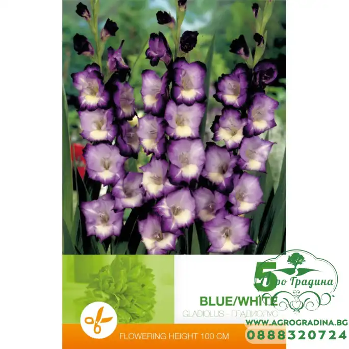 Гладиола бяло и синьо Gladiolus blue white - 5 бр луковицa