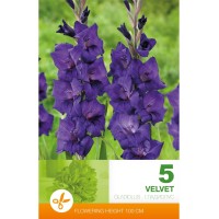 Гладиола лилава - 5 бр луковицa