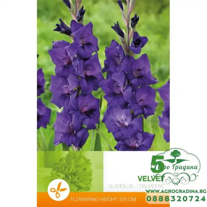 Гладиола лилава - 5 бр луковицa