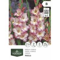 Гладиола Priscilla - 5 бр луковицa