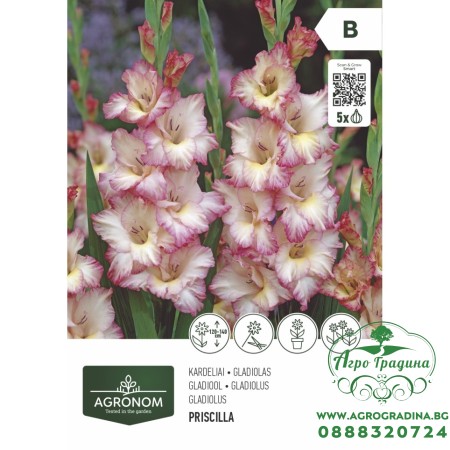 Гладиола Priscilla - 5 бр луковицa