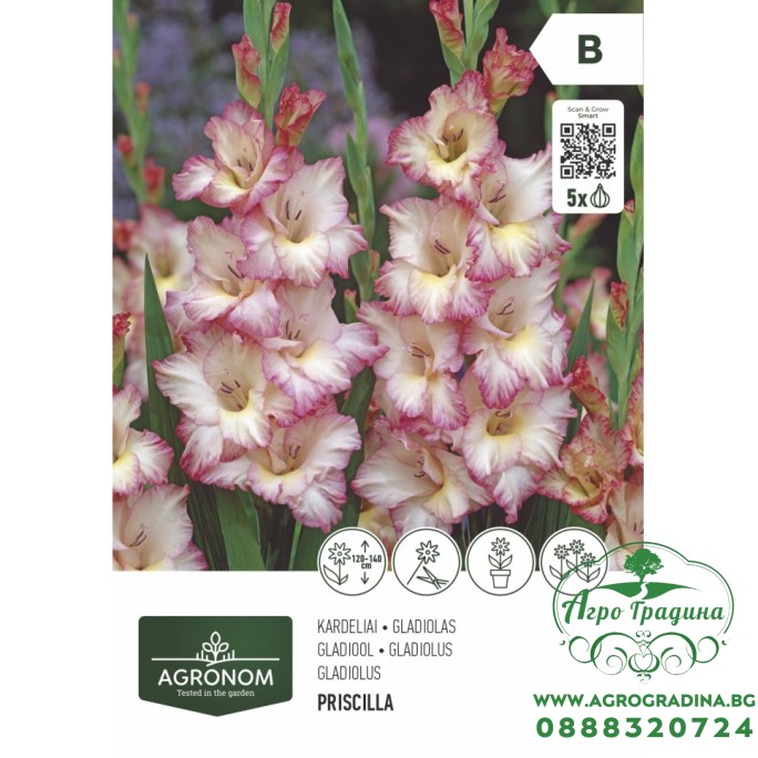 Гладиола Priscilla - 5 бр луковицa