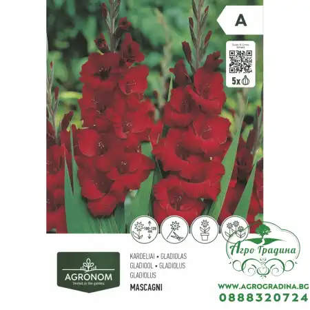 Гладиола червена - 5 бр луковицa