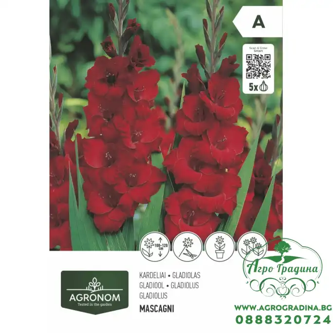 Гладиола червена - 5 бр луковицa
