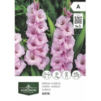 Гладиола роза - 5 бр луковицa