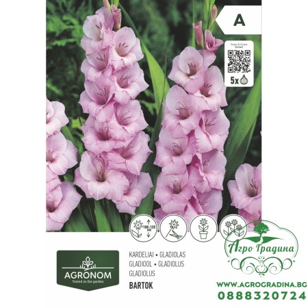 Гладиола роза - 5 бр луковицa