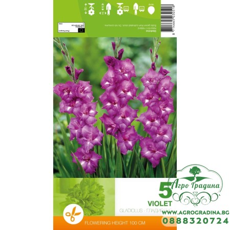 Гладиола виолет - 5 бр луковицa