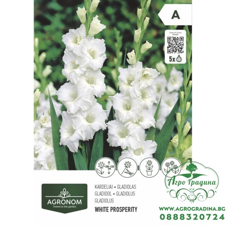 Гладиола бяла - 5 бр луковицa