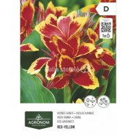 Кана жълто-червена - 1 бр луковицa