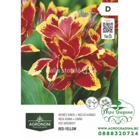 Кана жълто-червена - 1 бр луковицa