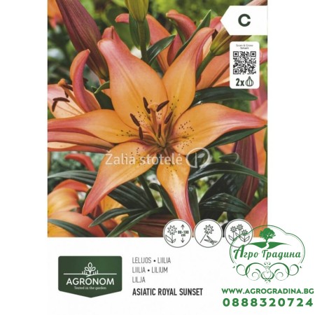 Лилиум Азиатски роял сънсет - 2 бр луковица