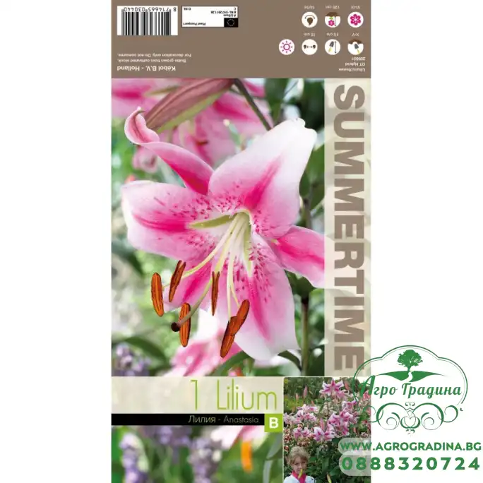 Лилиум Lilium Anastasia - 1 бр луковицa 