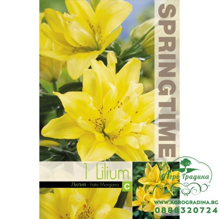 Лилиум Lilium Asiatic Fata Morgana - 1 бр луковицa 