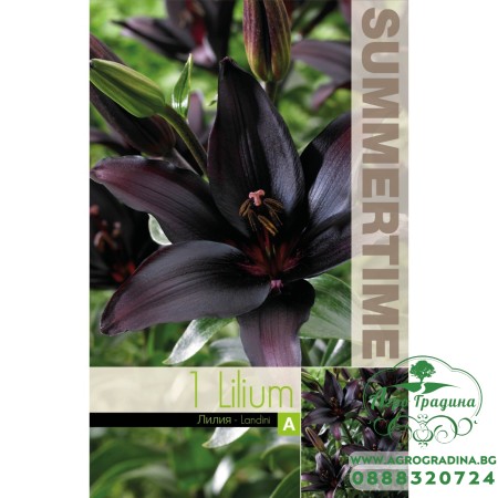 Лилиум Lilium Asiatic Landini - 1 бр луковицa