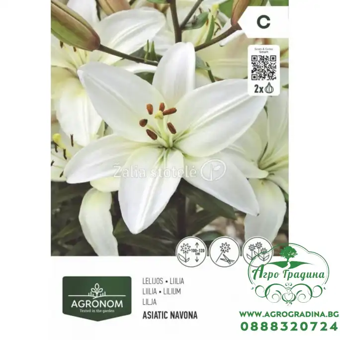 Лилиум Азиатски Novana - 2 бр луковица