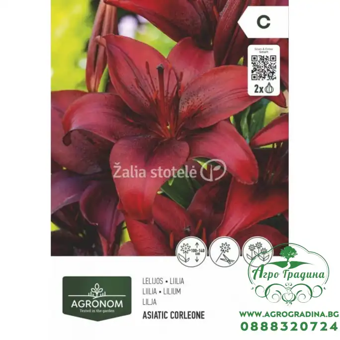 Лилиум Азиатски Корлеоне - 2 бр луковица