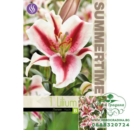 Лилиум Decorative Double Hachi - 1 бр луковицa