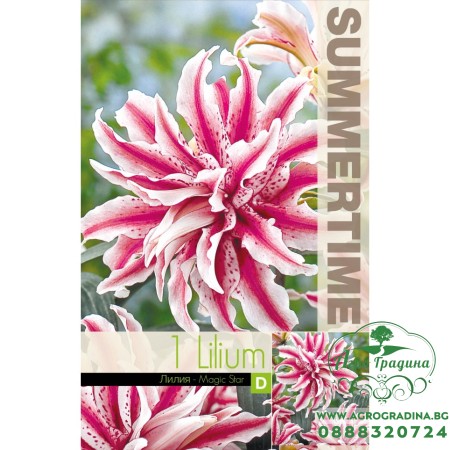 Лилиум Decorative Double Magic Star - 1 бр луковицa