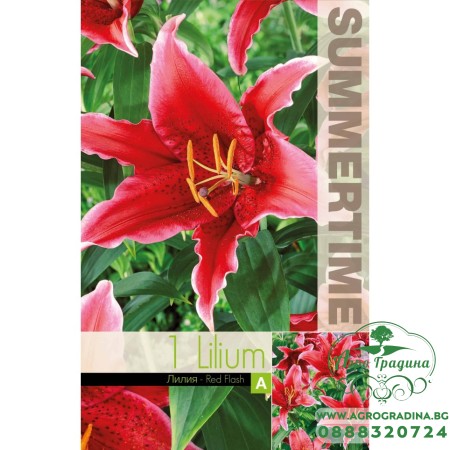 Лилиум Decorative Double Red Flash - 1 бр луковицa