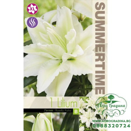 Лилиум Decorative Double Roselily Aisha - 1 бр луковицa