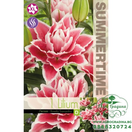 Лилиум Decorative Double Roselily Samant - 1 бр луковицa