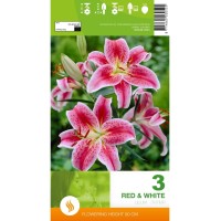 Лилиум Decorative Red White - 1 бр луковицa