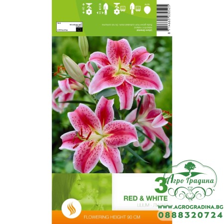 Лилиум Decorative Red White - 1 бр луковицa