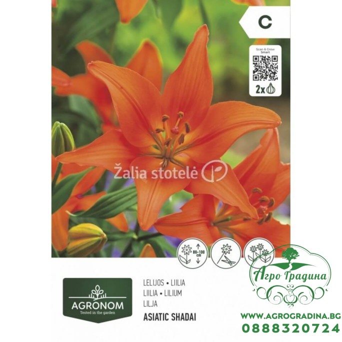 Лилиум Азиатски Shadei - 2 бр луковица