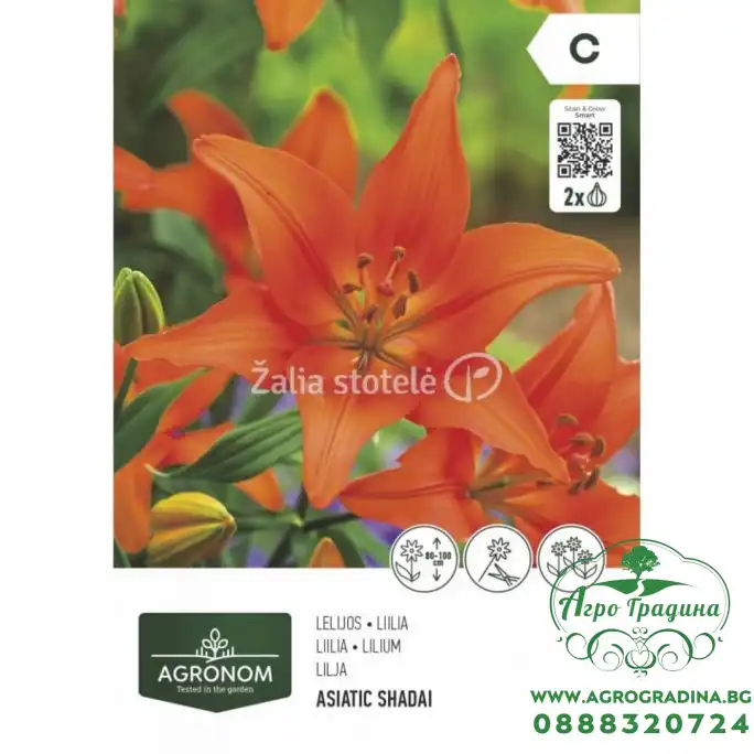 Лилиум Азиатски Shadei - 2 бр луковица