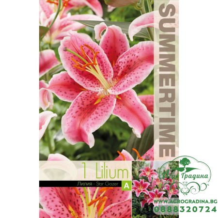 Лилиум Astar gazer - 1 бр луковицa