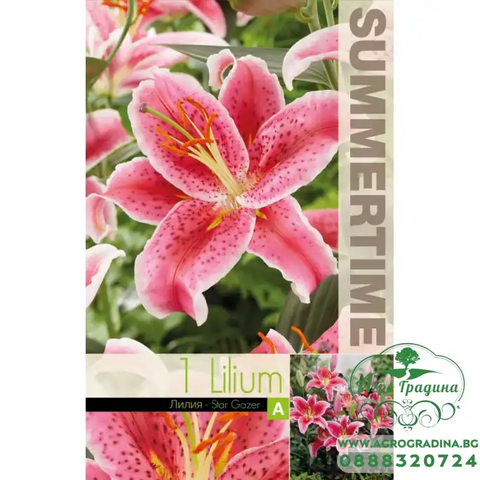 Лилиум Astar gazer - 1 бр луковицa