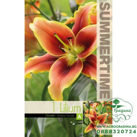 Лилиум Trumpet Avalon Sunset - 1 бр луковицa