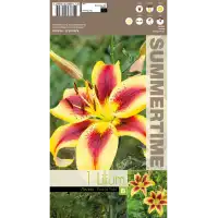Лилиум Viva la vida - 1 бр луковицa