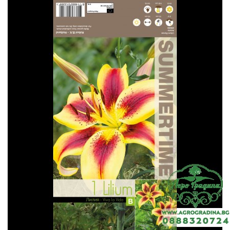 Лилиум Viva la vida - 1 бр луковицa