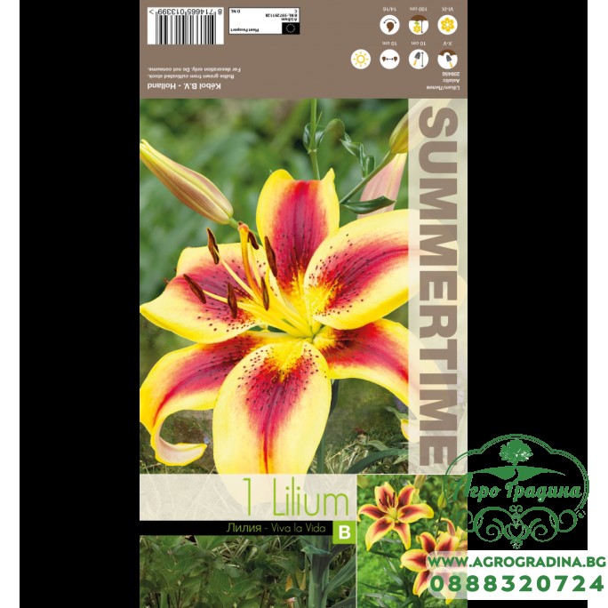 Лилиум Viva la vida - 1 бр луковицa