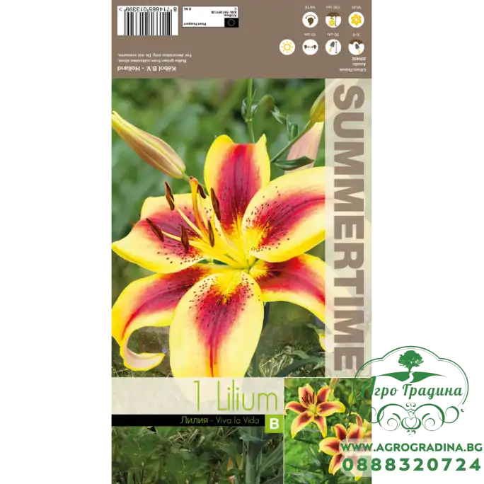 Лилиум Viva la vida - 1 бр луковицa