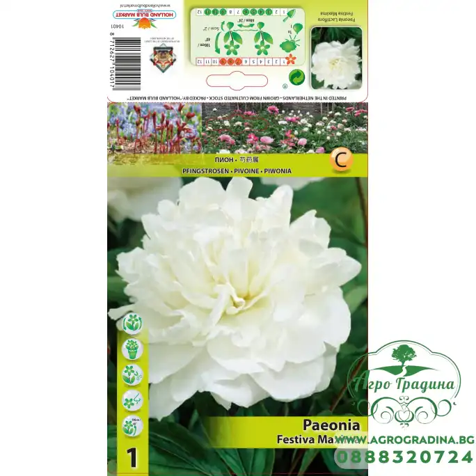 Божур Бял Фестива Максима Paeonia Festiva Maxima (Paeonia lactiflora) - 1 бр луковицa Божур Бял Фестива Максима Paeonia Festiva Maxima (Paeonia lactiflora) - 1 бр луковицa