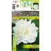 Божур Бял Фестива Максима / Paeonia Festiva Maxima (Paeonia lactiflora) - 1 бр луковицa