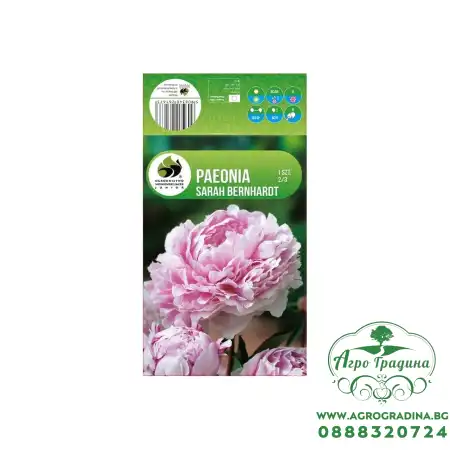 Божур Paeonia Sarah Bernhardt - 1 бр луковицa
