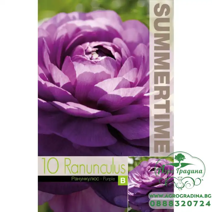 Лютиче лилаво Ranunculus purple - 10 бр луковици