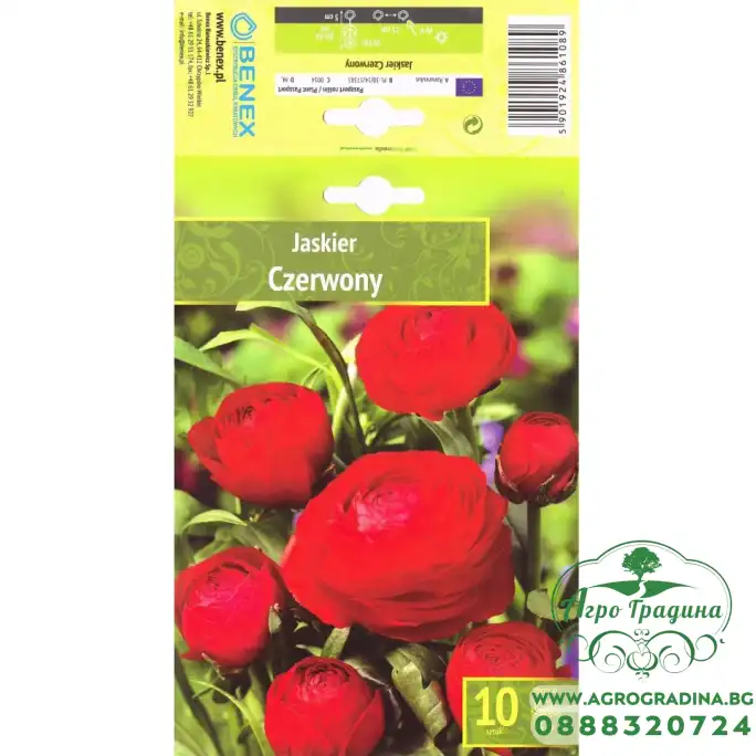 Лютиче Червено Ranunculus Red - 10 бр луковици Лютиче Червено Ranunculus Red - 10 бр луковици