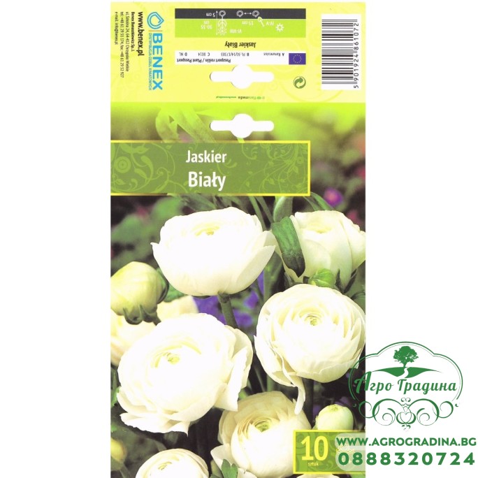 Лютиче Бяло Ranunculus - 10 бр луковици