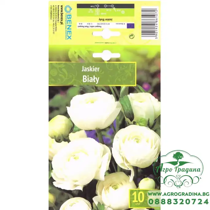 Лютиче Бяло Ranunculus - 10 бр луковици
