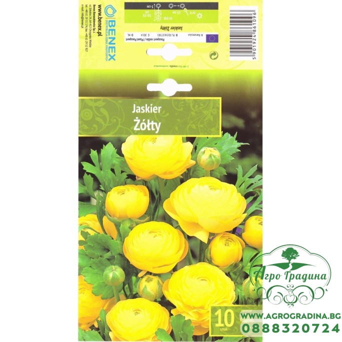 Лютиче Жълто Ranunculus - 10 бр луковици