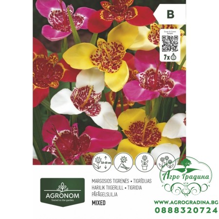 Тигридиа микс - 10 бр луковицa