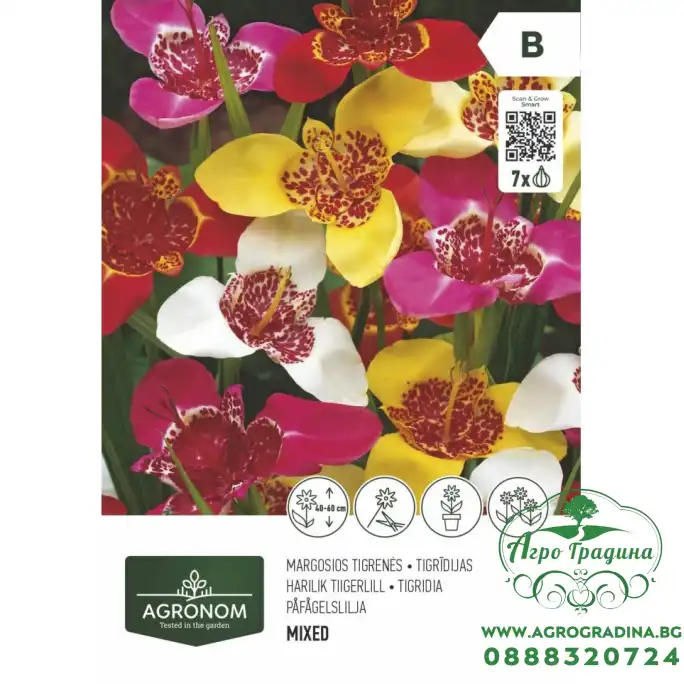 Тигридиа микс - 10 бр луковицa