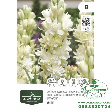 Тубероза полиантес - 1 бр луковицa