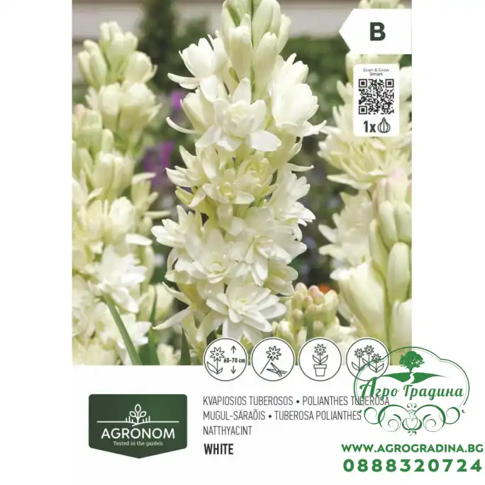 Тубероза полиантес - 1 бр луковицa