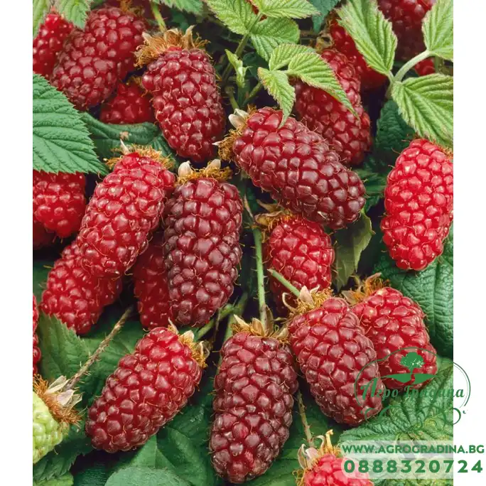 Логанбери (без бодли) Логанбери (без бодли)